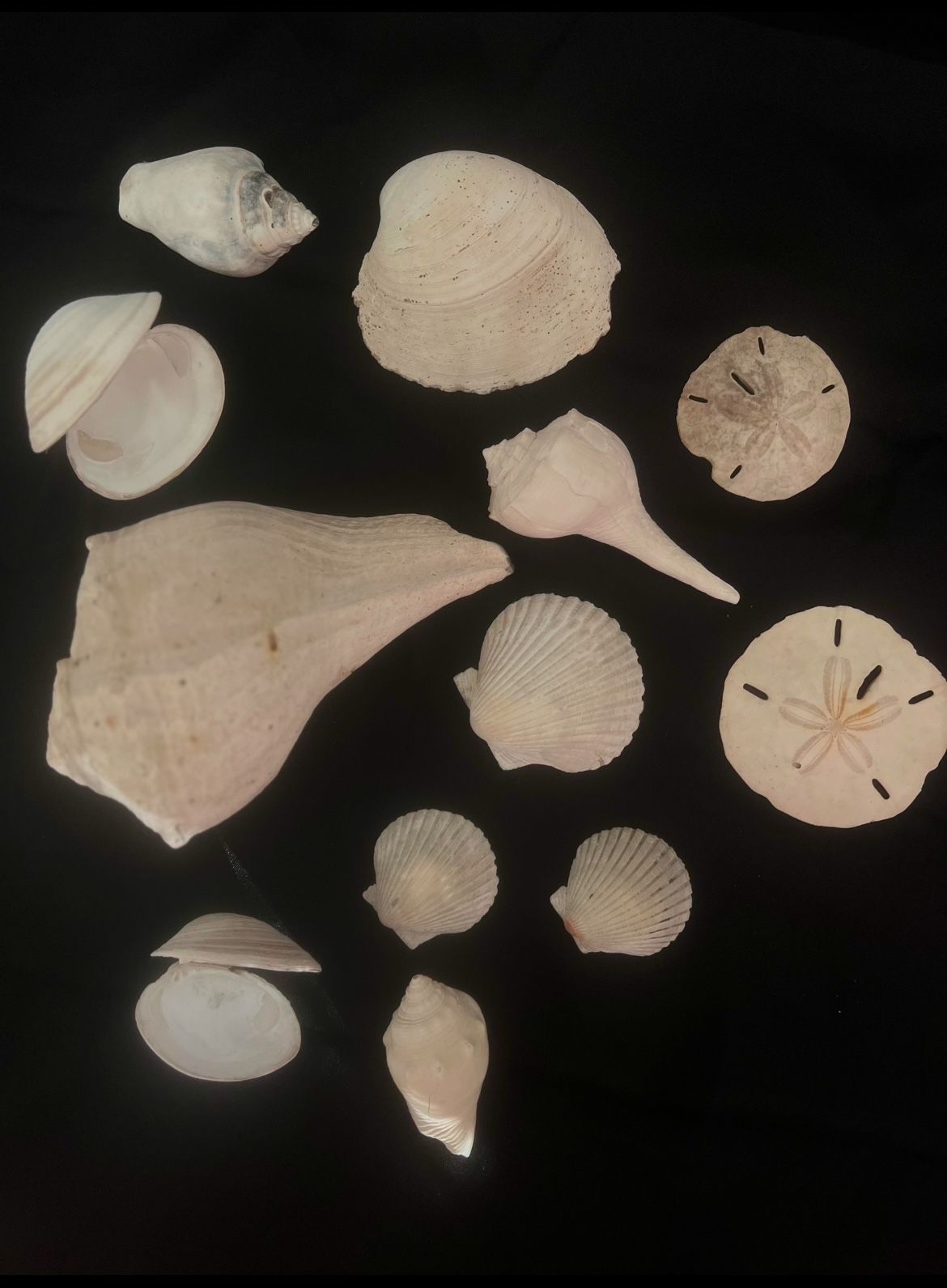 Sea shell Set For Aquarium Or Home Decoration