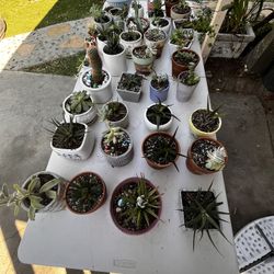 Succulent Plants For Sale