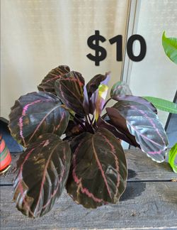 Calathea