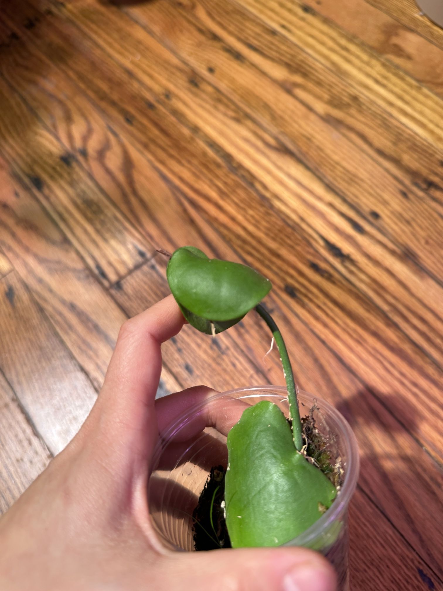 Dischidia Imbricata Plant