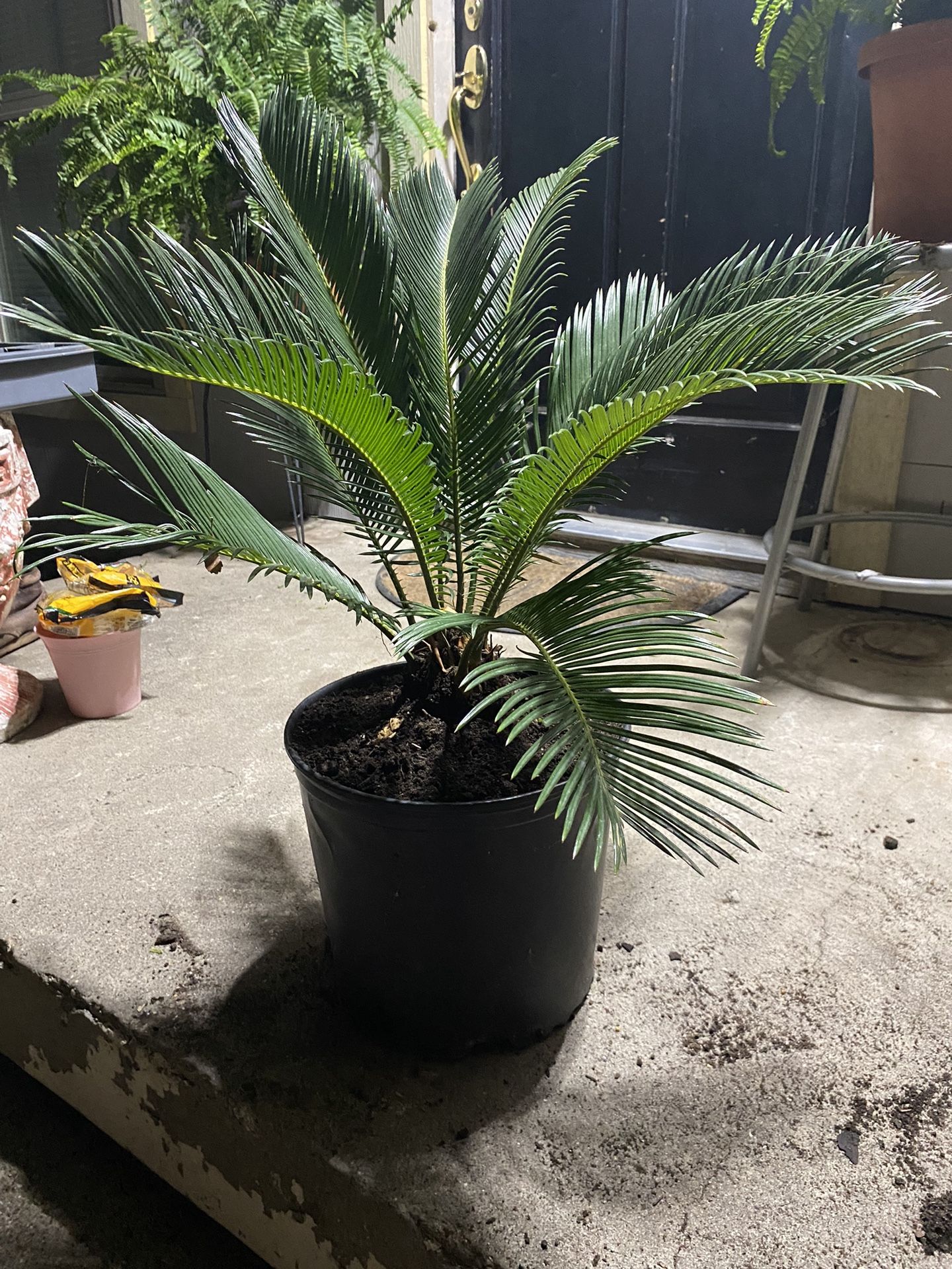 Plants