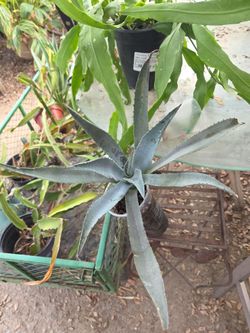 Agave