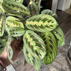 Prayer Plant - Calathea
