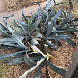 FREE AGAVE PLANTS