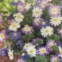 Anemone