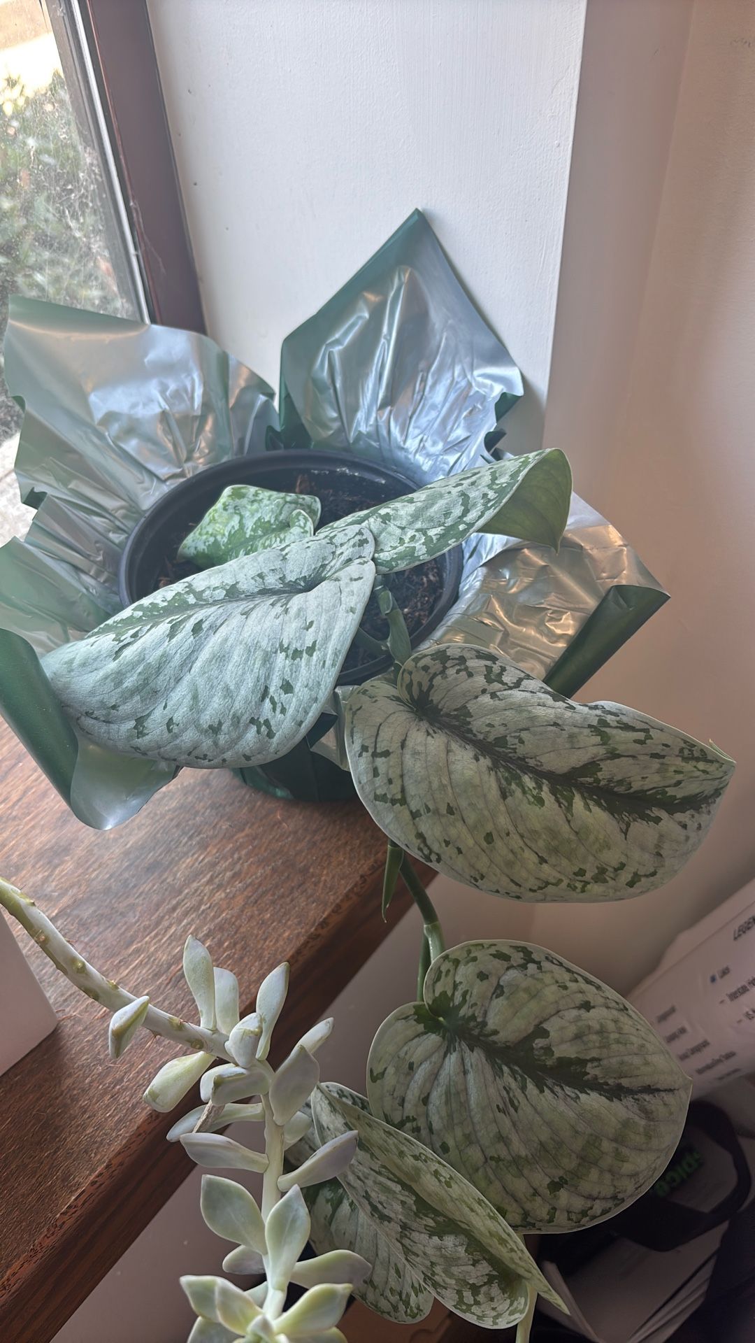 Pothos Scindapsus pictus Plant
