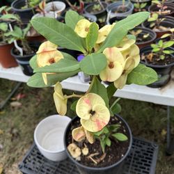 Corona de Cristo/Thorn Of Christ Plant