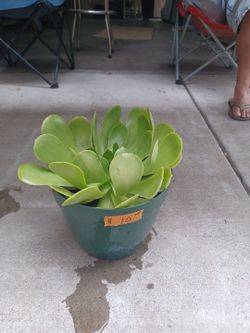 Succulents