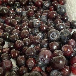Huckleberries Fresh Picked