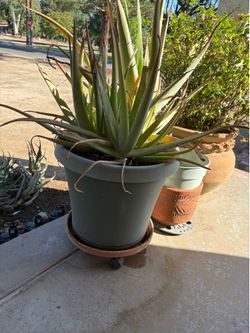 Planters with wheeled base