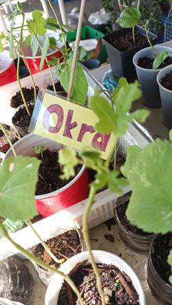 Okra plants $1 each