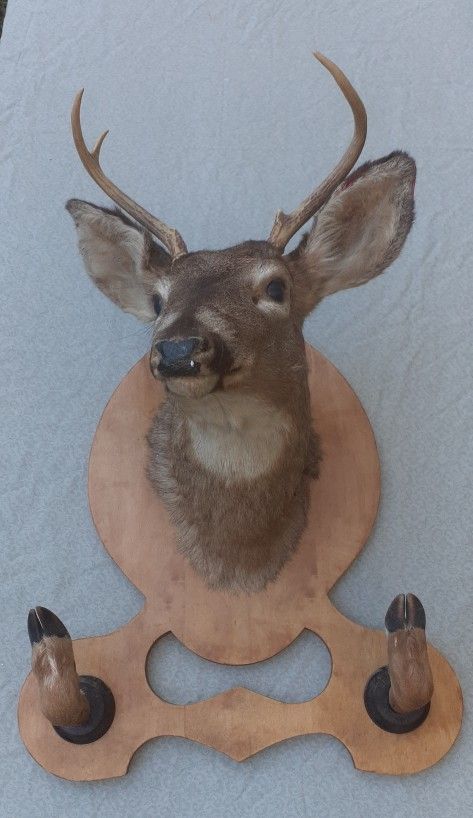 Deer Mount & Hide