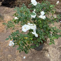Roses Plants $15 Each