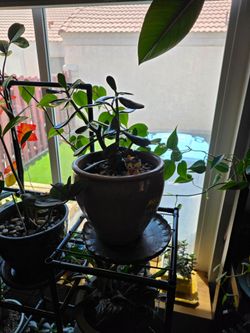 Jade plant