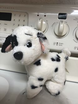 Dalmatian Dog