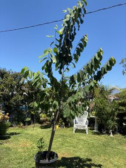 Fruit tree-chirimoya