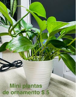 Plants