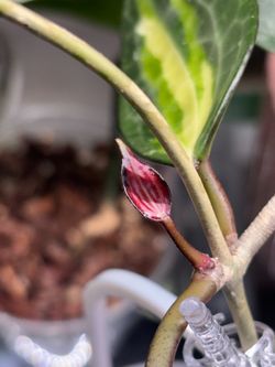 Macrophylla inner Variegated
