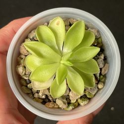 Pinguicula  moranensis var caudata × spec Guatemala