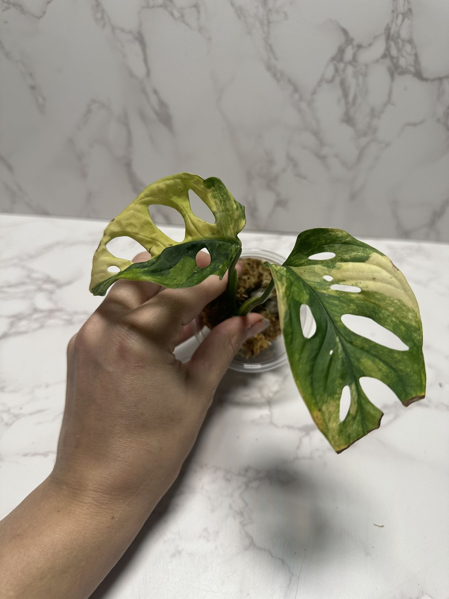 Monstera Adansonii Aurea Tricolor
