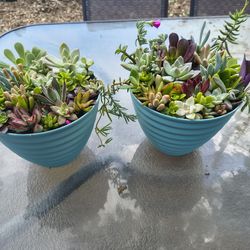 Succulent arrangement