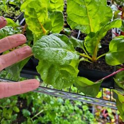 Potted & 6 Plant Vegetables & MORE - PLANT NOW