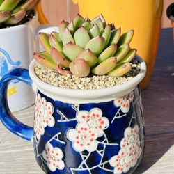 Korean Succulents In Ceremic Pot 