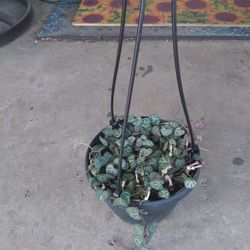 String Of Hearts 