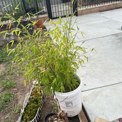 Bamboo Plant For Garden 