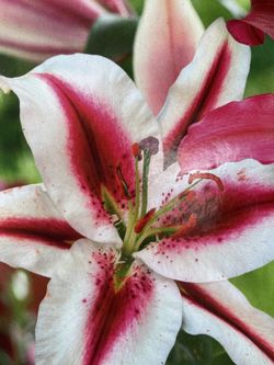 Plants, Flowering Perennials, Ground cover/many varieties!