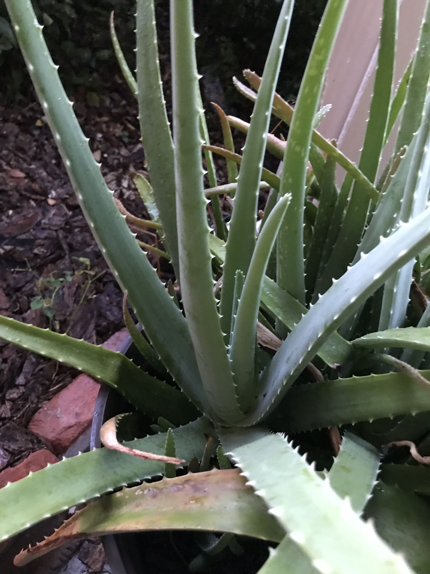 Aloe plants for sale. Lots of babies to sell only 2 bucks each