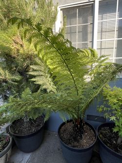 Plantas
