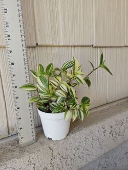 Tradescantia Fluminensis Variegata Plant