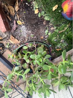 Succulents plant