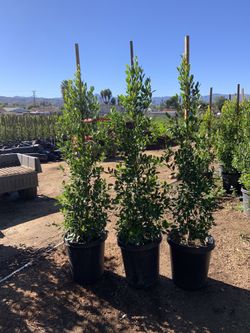Ficus