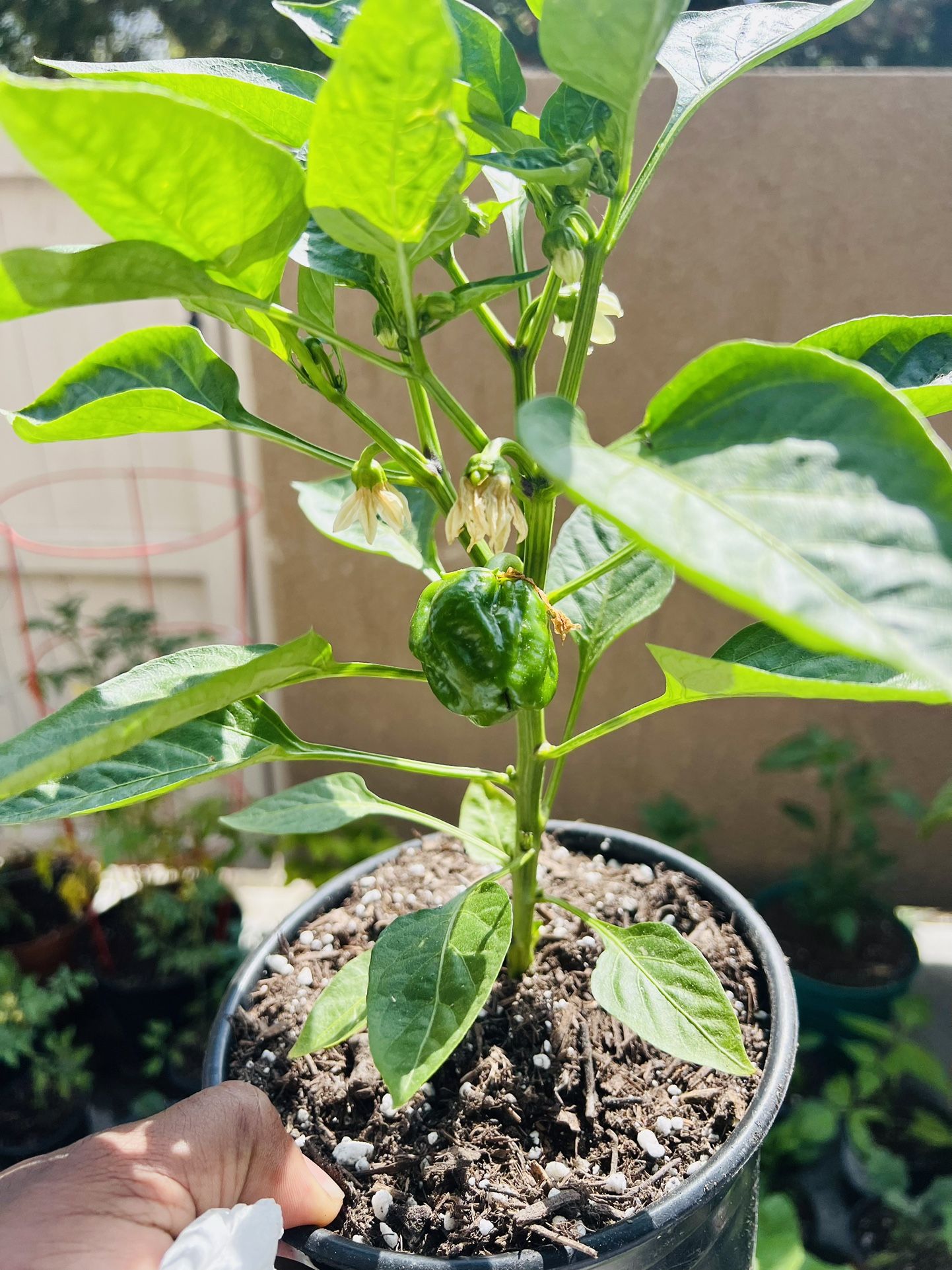 Pepper Plant “California Wonder”