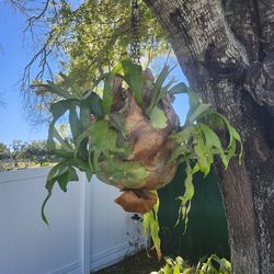 Staghorn Fern