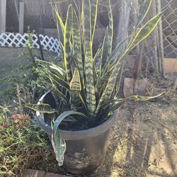 Plants 