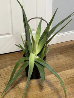 Huge Aloe Vera