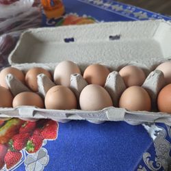 Fresh Chicken Eggs