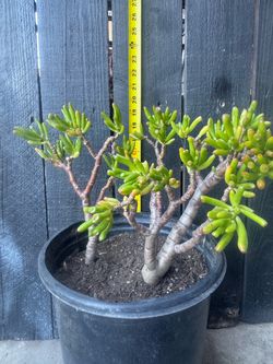 Mature "Gollum" Jade Plant (Shrek Ears Succulent) – Multi-Stem Patio Size