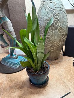 Live Moonshine Snake Plant with Ceramic Pot (Please read full description)