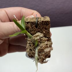 Dendrobium aphyllum orchid keiki 