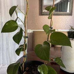 Plants