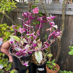 Tradescantia Purple Plant