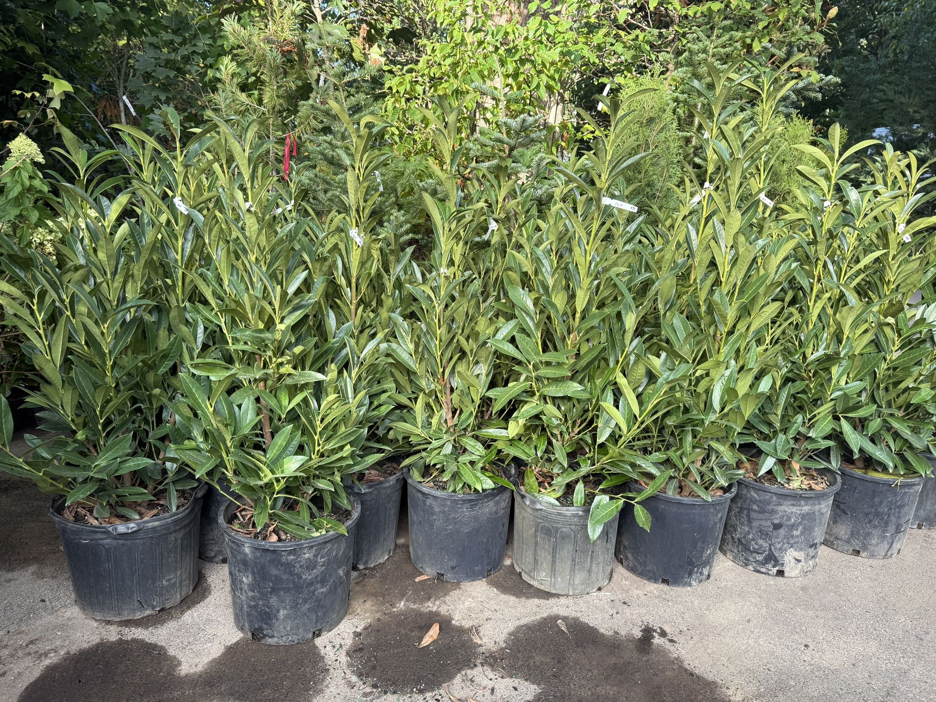 Nice Big Skip Laurel Bushes