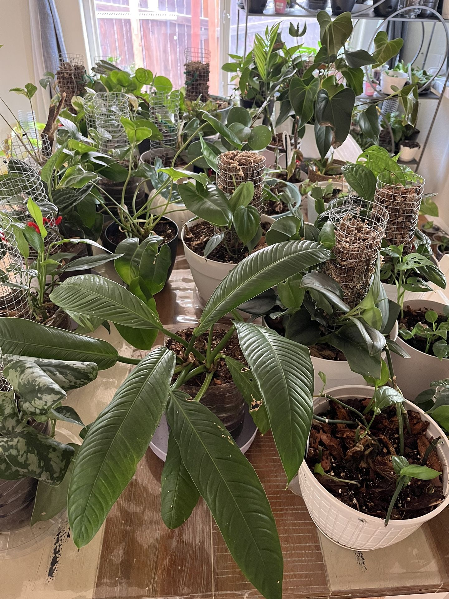 Plants!!!