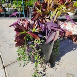 Arrangement of succulents. 