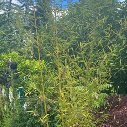 Bamboo Plants 