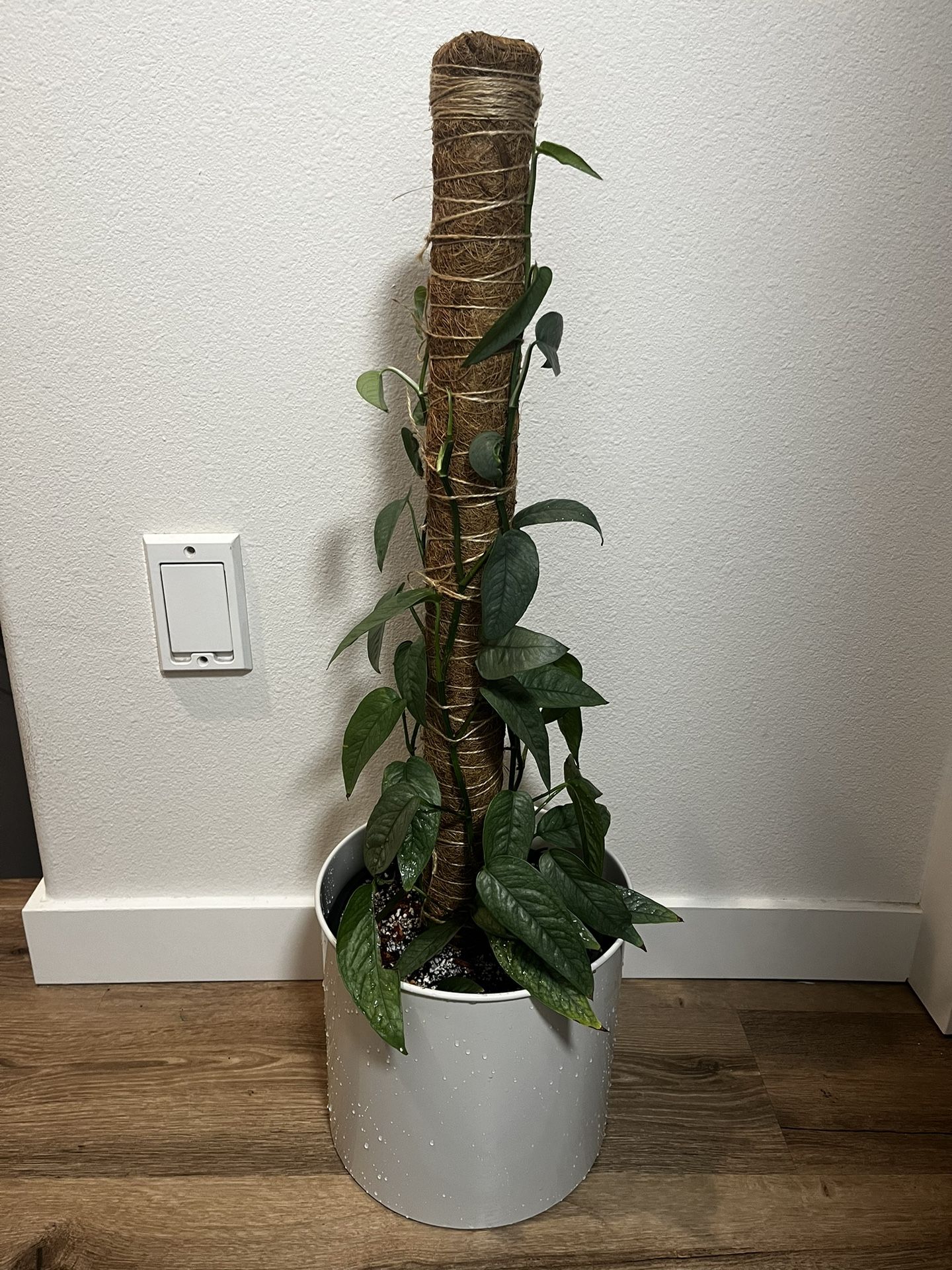 Moss Pole For Plants